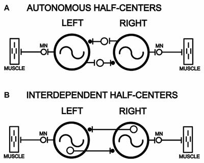 Elimination of Left-Right Reciprocal Coupling in the Adult Lamprey Spinal Cord Abolishes the Generation of Locomotor Activity